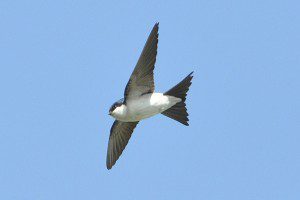 housemartin-8-5-09