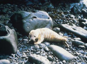 autumn-grey-seal-pup