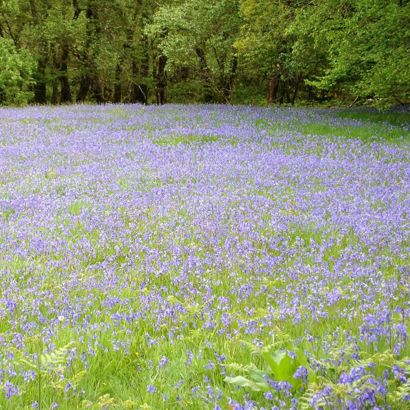 Each season provides plenty of colour Bluebells in the woods of North Pembrokeshire
