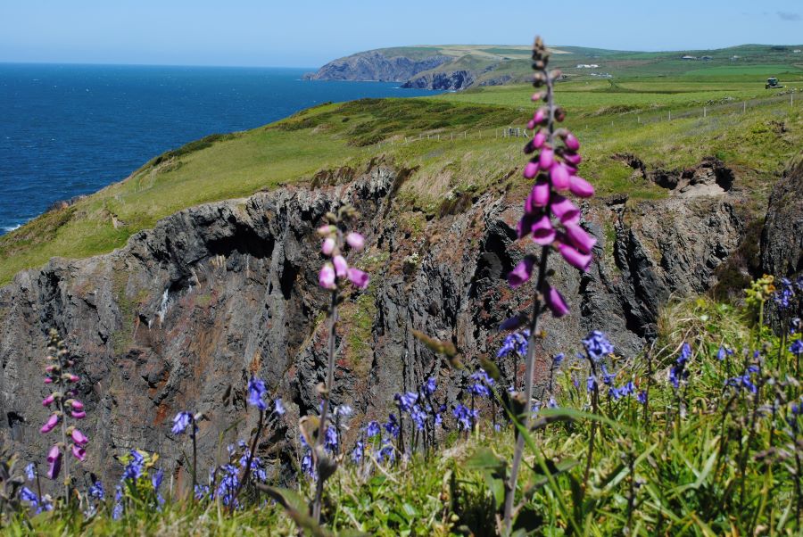 Just along the coast from Newport, foxgloves and bluebells. Flora on the Pembrokeshire Coast near Tregynon Cottages