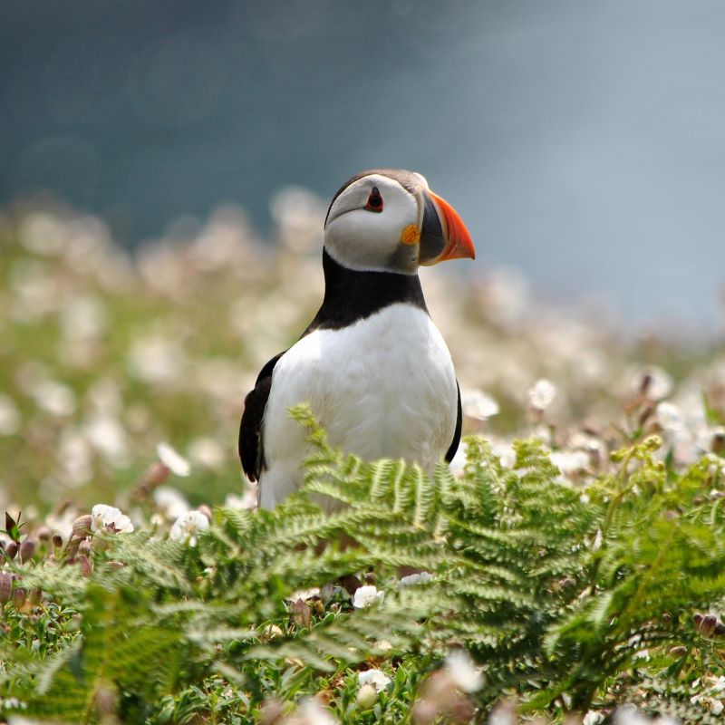 Puffins on Skomer Island