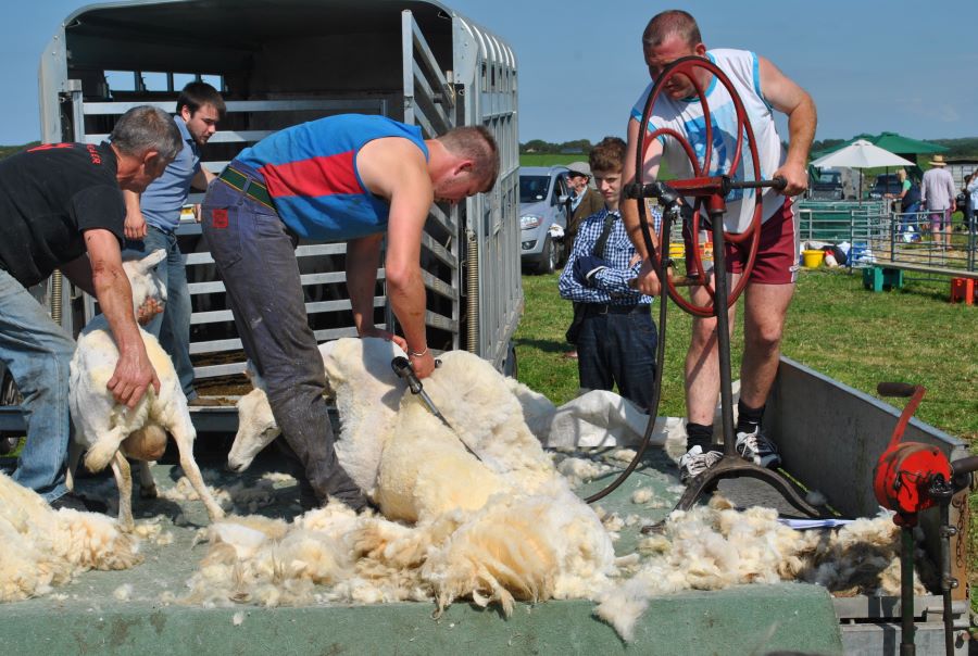 Sheep sheering old style